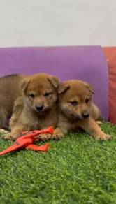 Shiba inu puppy