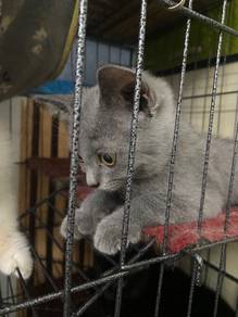 Bsh kitten
