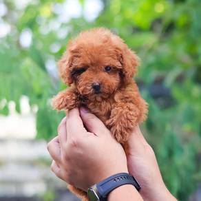 cavapoo 111