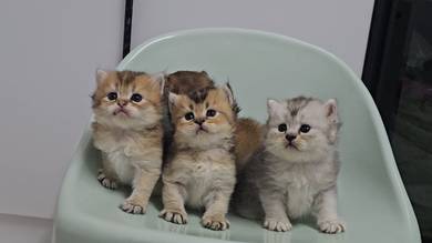 BLH British Long Hair Kitten Kucing Cute