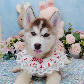 Husky