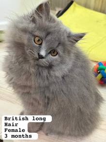 British Long Hair Untuk Dijual !!