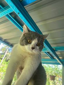 kucing