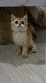 BSH CAT KUCING British Shorthair