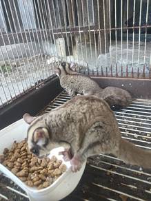 suger glider