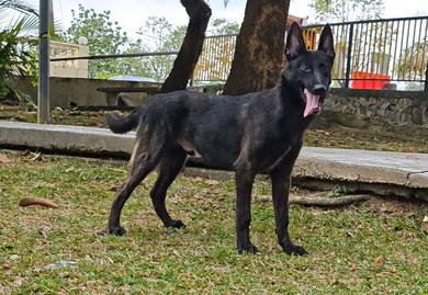 Dutch Shepherd male puppy