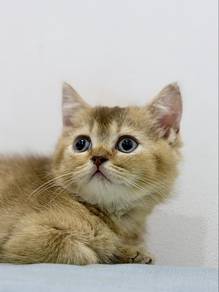 British Short Hair / BSH Golden