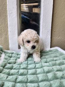 Bichon Frise 