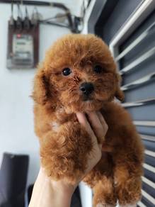 Toy poodle