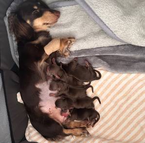 Miniature Dachshund