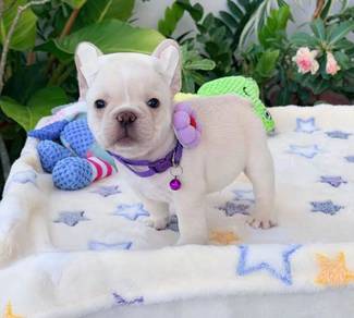 FRENCH BULLDOG PUPPIES VIP815 🌻 Boy-Girl Cream