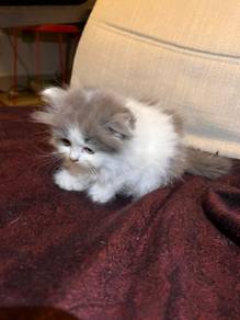 British Longhair