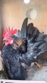 ayam serama