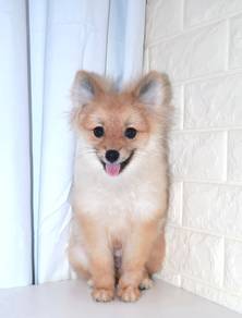 J0483 Pomeranian Cute Cotton Candy Puppy