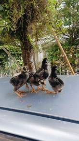 anak ayam wyandotte silver 