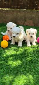 poodle 
