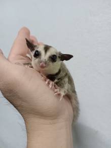 White face sugar glider Baby