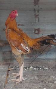 Ayam ratu nokdaeng cross shamo