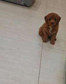 Toy Poodle