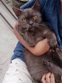bsh mix Persian