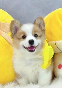 Welsh Corgi