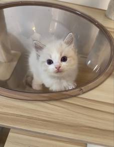 lynx ragdoll