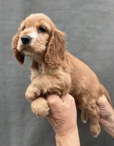 ENGLISH COCKER SPANIEL PUPPIES F402 🌻Female