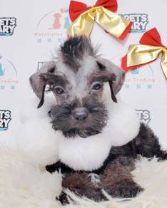 Schnauzer