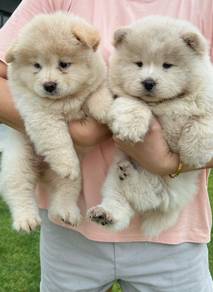 Cream chowchow puppy
