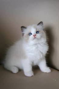 Ragdoll female for home