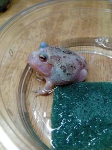 Mutant Pacman Frog 