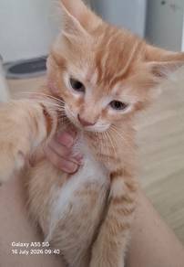 He is 50 days old kitten