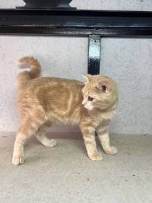 BSH Scottish Fold