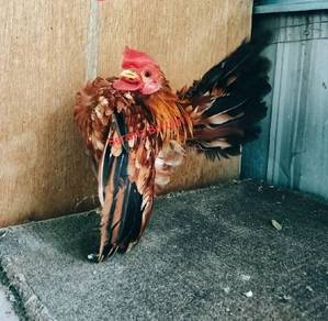 Ayam Serama
