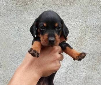 Dachshund