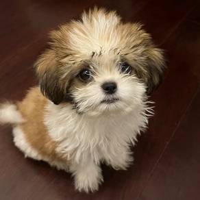 ShihPOO