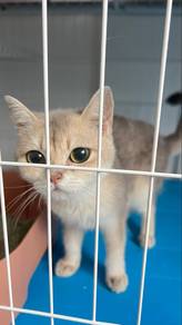 BSH Blue Golden Shaded