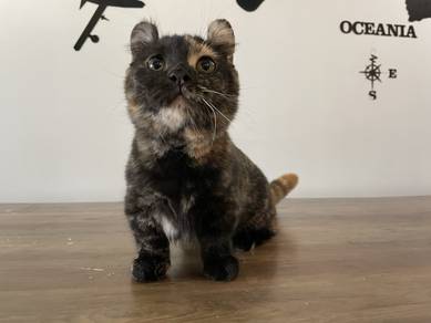 Munchkin Kinkalow Supershort (Female)