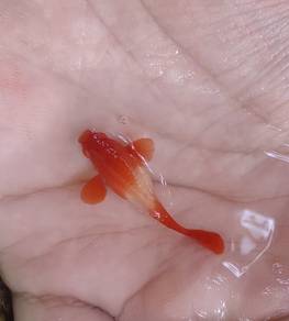 albino koi redear 1pair