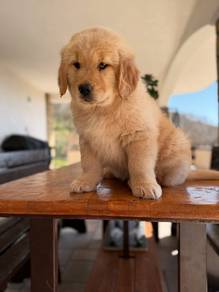 golden retriever puppies 021