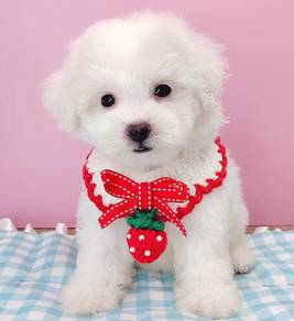 Poodle