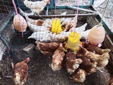 Ayam telur Untuk dijual