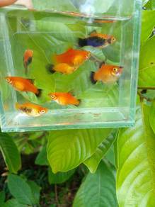 ikan platy oren mix 