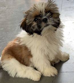 U5103 Downy shih tzu cute long hair toy breed with