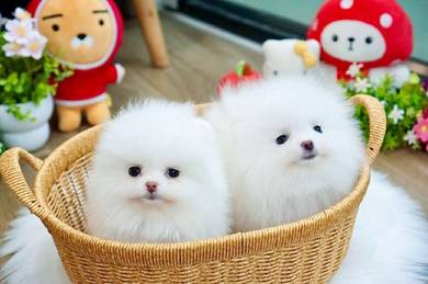 snow white Pomeranian 