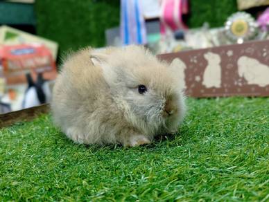 Arnab Mix Teddy Rabbit