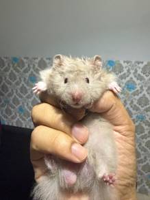Bigbone Syrian Hamster