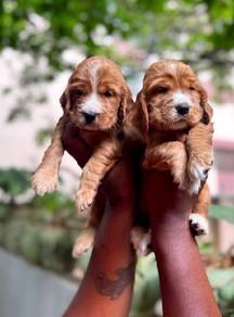cocker spaniel d