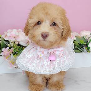 Poodle