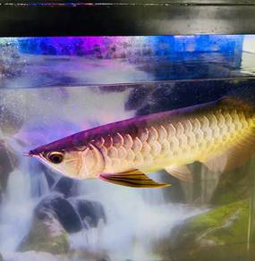 arowana fish
